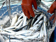 fish_import